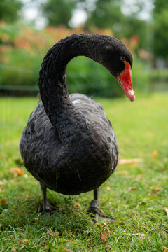 Black swan portrait standing on green grass with curved neck and red beak