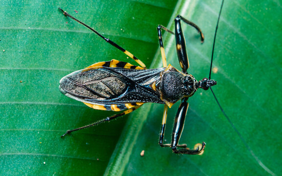 Kissing bug assassin insect on green tropical leaf