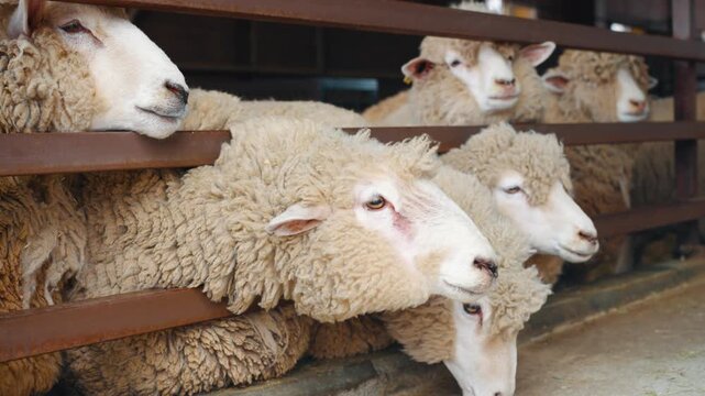 Flock of woolly sheep press curious heads through rusty metal fence rails inside barn pen at Anseong farmland in South Korea