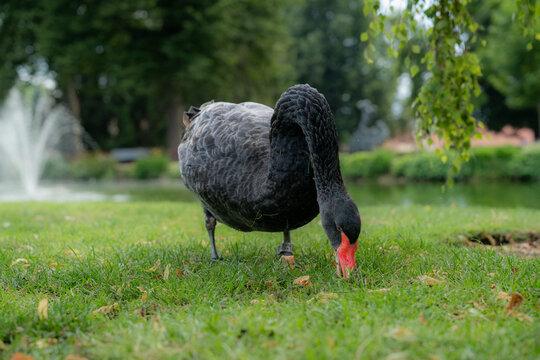 Black swan grazing on grass beside a park pond and fountain