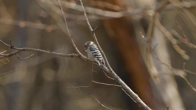 Japanese pygmy woodpecker hops along bare branch pecking bark while foraging in golden autumn forest light in South Korea
