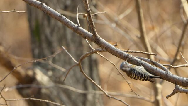 Small Japanese pygmy woodpecker grips bare tree branch scanning surroundings in quiet forest near Seoul South Korea in spring