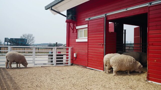Sheep graze on straw covered ground beside red wooden barn entrance at rural farm in Anseong South Korea on overcast day