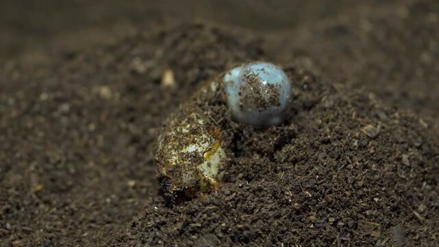 Pale beetle grub larva curls in dark soil covered in dirt and debris in extreme macro close up shot