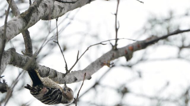 Low angle close up of Japanese pygmy woodpecker clinging beneath bare branch pecking bark against overcast sky in Anseong