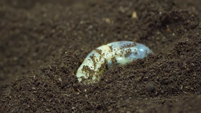 Rhinoceros beetle grub larva wriggles through dark moist compost soil in extreme macro close up shot