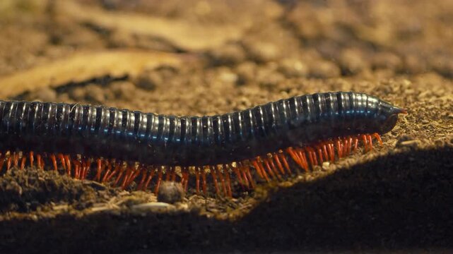 Black millipede with vivid red legs crawls across dark soil in extreme macro closeup showing segmented armored body