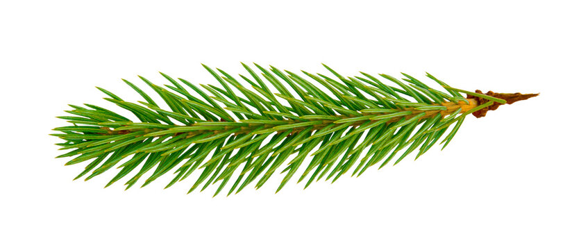 Fir Twig with Green Needles Isolated on White stock photo. Isolated fir tree branch on white background, design element for Christmas card or banner