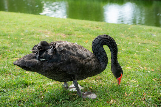 Black swan grazing on green grass beside a park pond
