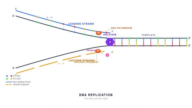 DNA Replication Fork Animation &mdash; Leading Lagging Strand Helicase Molecular Biology Loop