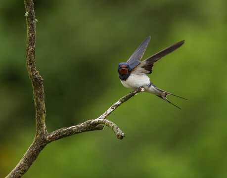 Barn Swallow - Hirundo rustica