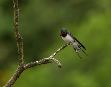 Barn Swallow - Hirundo rustica