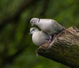 Collared dove - Streptopelia decaocto © David