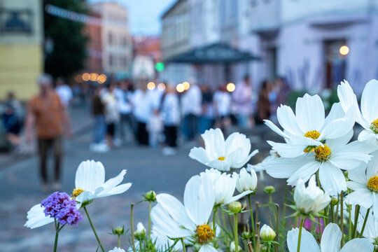 White cosmos flowers in focus with festival visitors and evening lights blurred in the background