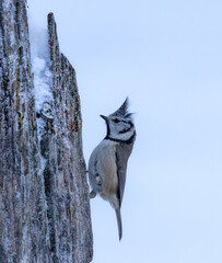 Crested tit - Lophophanes cristatus © David