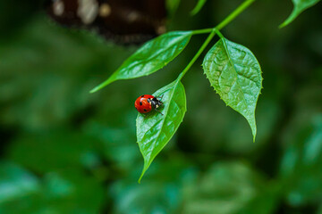 Cute red ladybug on a green leaf © enginakyurt