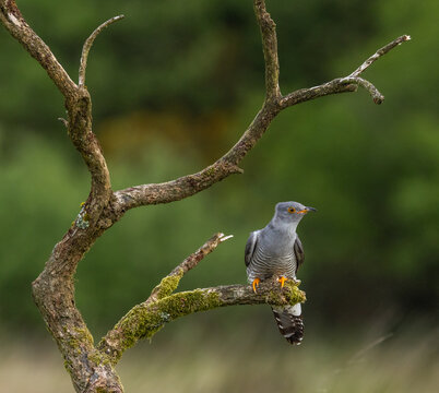 Eurasian cuckoo - Cuculus canorus