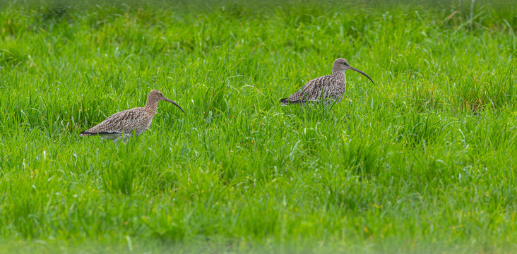 Eurasian curlew - Numenius arquata