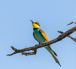 Obraz premium European bee-eater - Merops apiaster