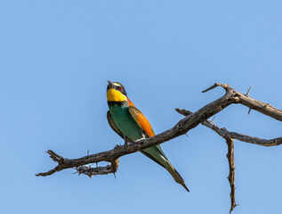 Obraz premium European bee-eater - Merops apiaster