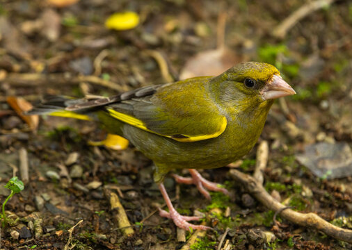 European Greenfinch - Chloris chloris