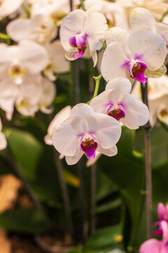 Vibrant orchid flowers blooming outdoors
