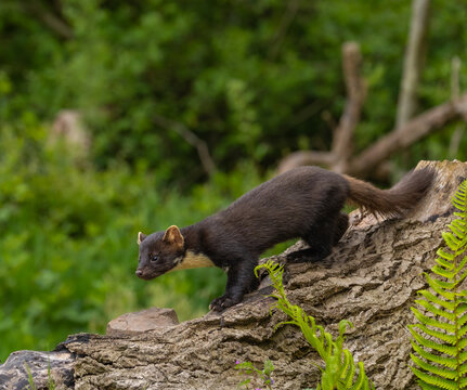 European pine marten - Martes martes