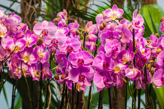 Vibrant orchid flowers blooming outdoors