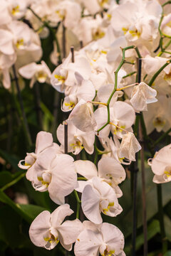 Vibrant orchid flowers blooming outdoors