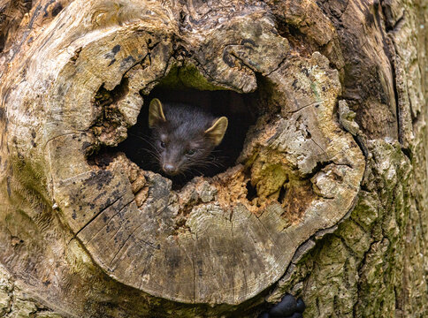 European pine marten - Martes martes