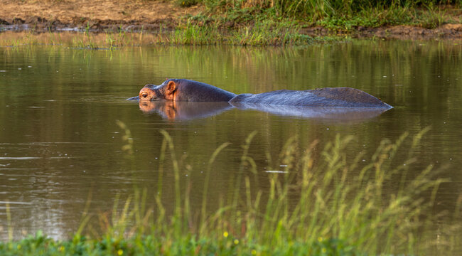 Hippopotamus - Hippopotamus amphibius