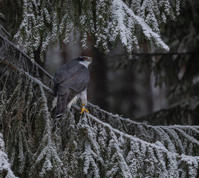 Northern Goshawk - Accipiter gentilis