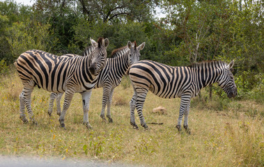 Obraz premium Plains Zebra - Equus quagga burchellii