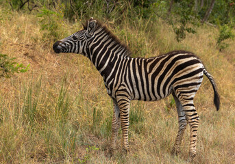 Obraz premium Plains Zebra - Equus quagga burchellii