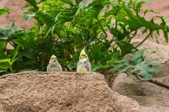 Cute tropical budgerigars on a rock
