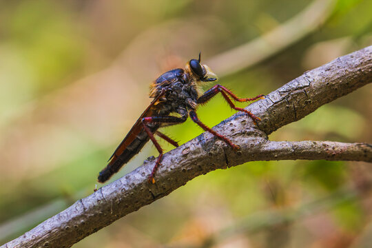 Robber fly resting on a tree branch