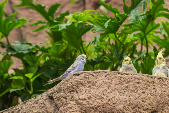 Cute tropical budgerigars on a rock