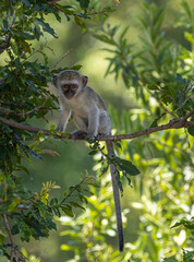 Vervet monkey - Chlorocebus pygerythrus © David
