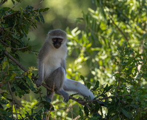 Vervet monkey - Chlorocebus pygerythrus © David