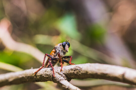 Robber fly resting on a tree branch