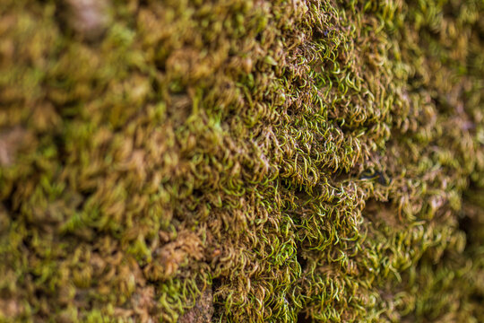 Macro close-up of moss on a rainforest tree