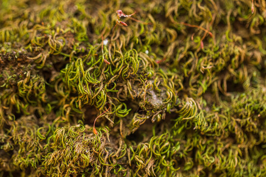 Macro close-up of moss on a rainforest tree
