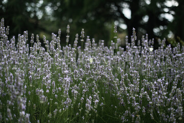 Obraz premium Lavender field with white butterfly in bloom