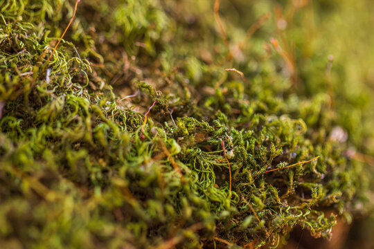 Macro close-up of moss on a rainforest tree