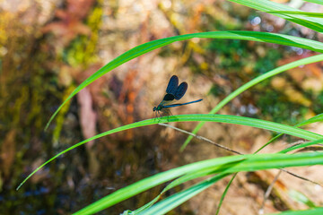 Vibrant blue dragonfly perched on fresh foliage © enginakyurt