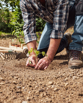 Close up of farmer's hands planting tomato seedling in soil in organic field. Garden work in spring. Traditional agriculture.