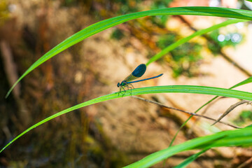 Vibrant blue dragonfly perched on fresh foliage © enginakyurt
