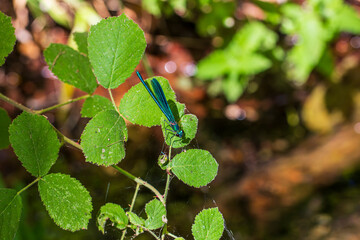 Vibrant blue dragonfly perched on fresh foliage © enginakyurt