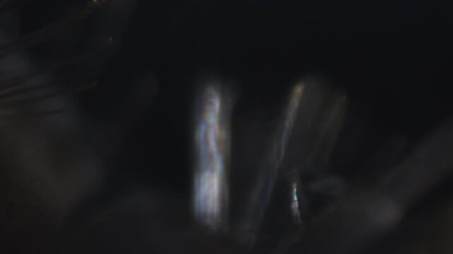 Earwig insect leg close up movement under microscopic view lab clip