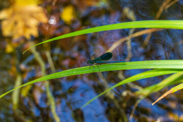 Vibrant blue dragonfly perched on fresh foliage © enginakyurt